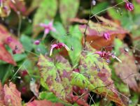 Deepest red flowers and lanceolate foliage